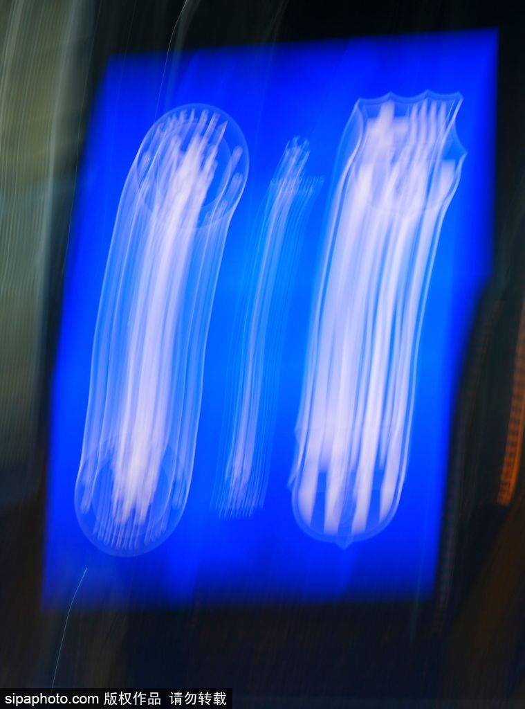 138信用盘出租
_凯塞多红牌风波：切尔西中场核心缺阵三场138信用盘出租
，马雷斯卡如何应对挑战？