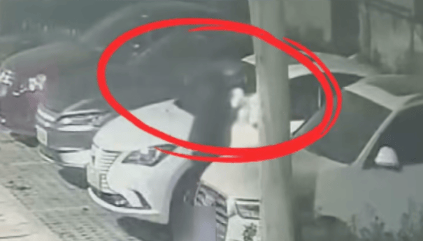 苏格兰超级联赛_看到立即报警苏格兰超级联赛!这种小卡片竟是电诈引流工具