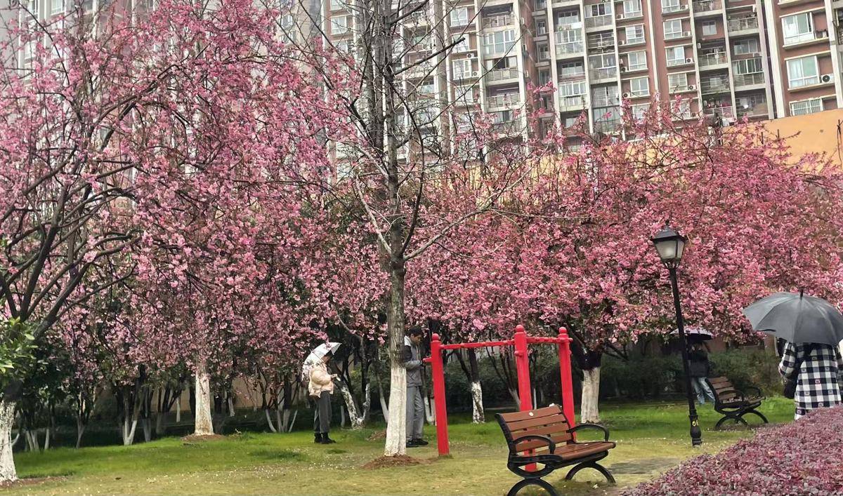 网上买球怎么买 _20℃！湖北大部雨水退场三日网上买球怎么买 ，抓紧赏花！下一轮雨已安排