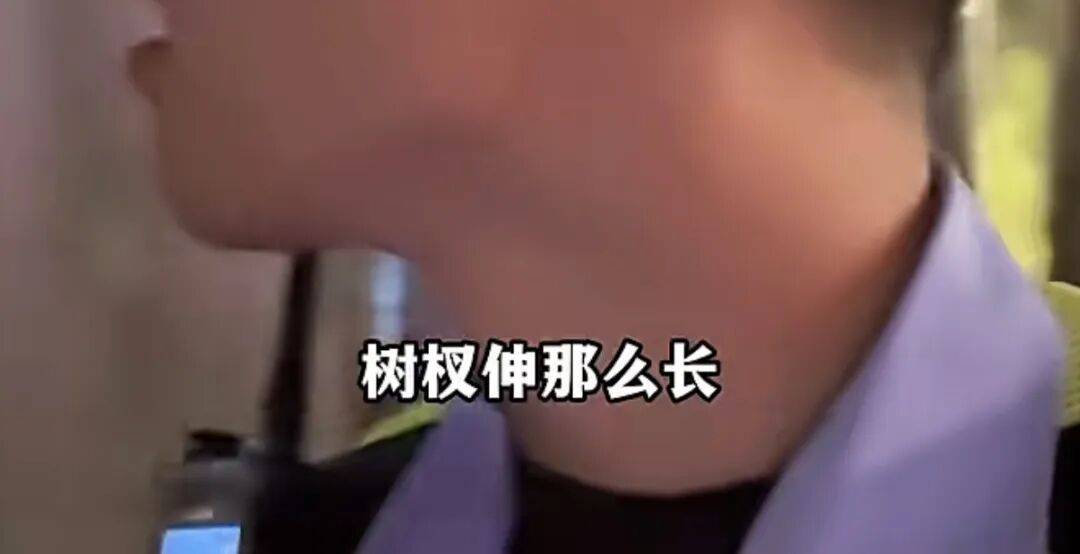 世界杯代理_“树全责世界杯代理！”上海一司机撞树喊冤：这棵树长太歪！交警一句话点醒众人